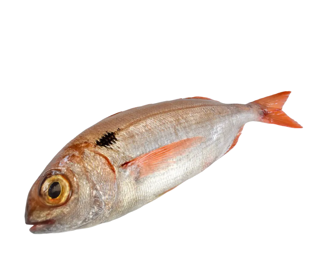 pescado fresco para restaurantes, caterings, bares, hoteles